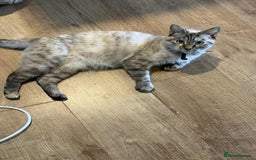 Mixed Breed cats for sale: Male kitten for sale  - Image 1