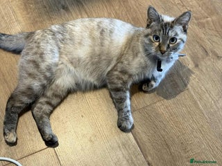 Mixed Breed cats - Advert 1