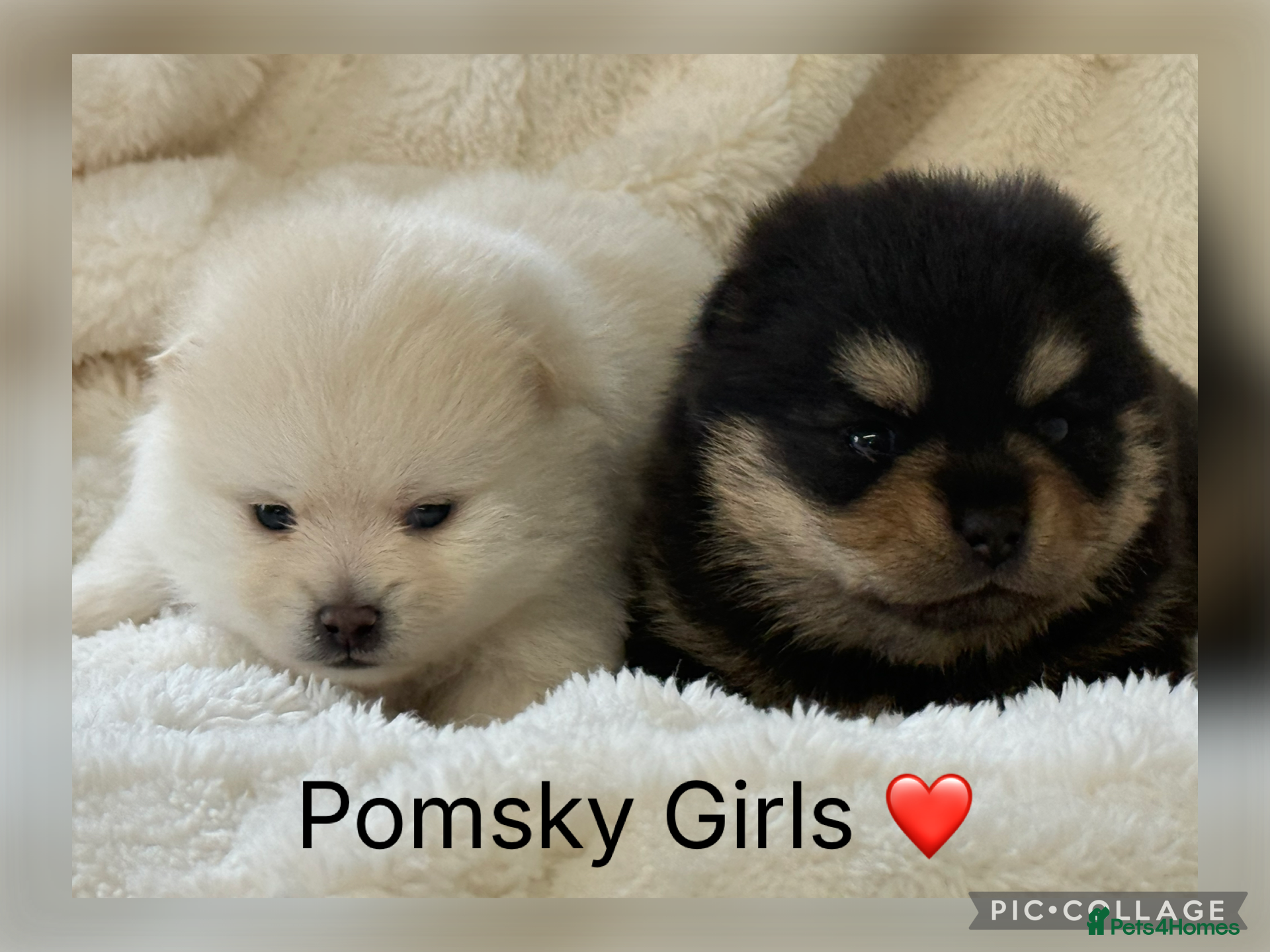 Pomsky dogs Stunning F1B Pomsky Girls - Advert 1