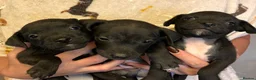 Patterjack dogs for sale: Patterdale x Jack Russell  - Advert 5