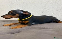 Lakeland Terrier dogs for sale: Working type Lakeland terrier’s puppies  - Image 7