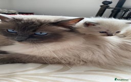 Ragdoll cats for sale: 🦋 WAITING LIST NOW OPEN 🦋 - Image 9