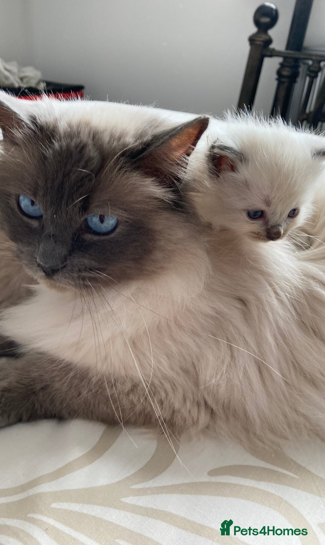 Ragdoll cats for sale: 🦋 WAITING LIST NOW OPEN 🦋 - Image 9