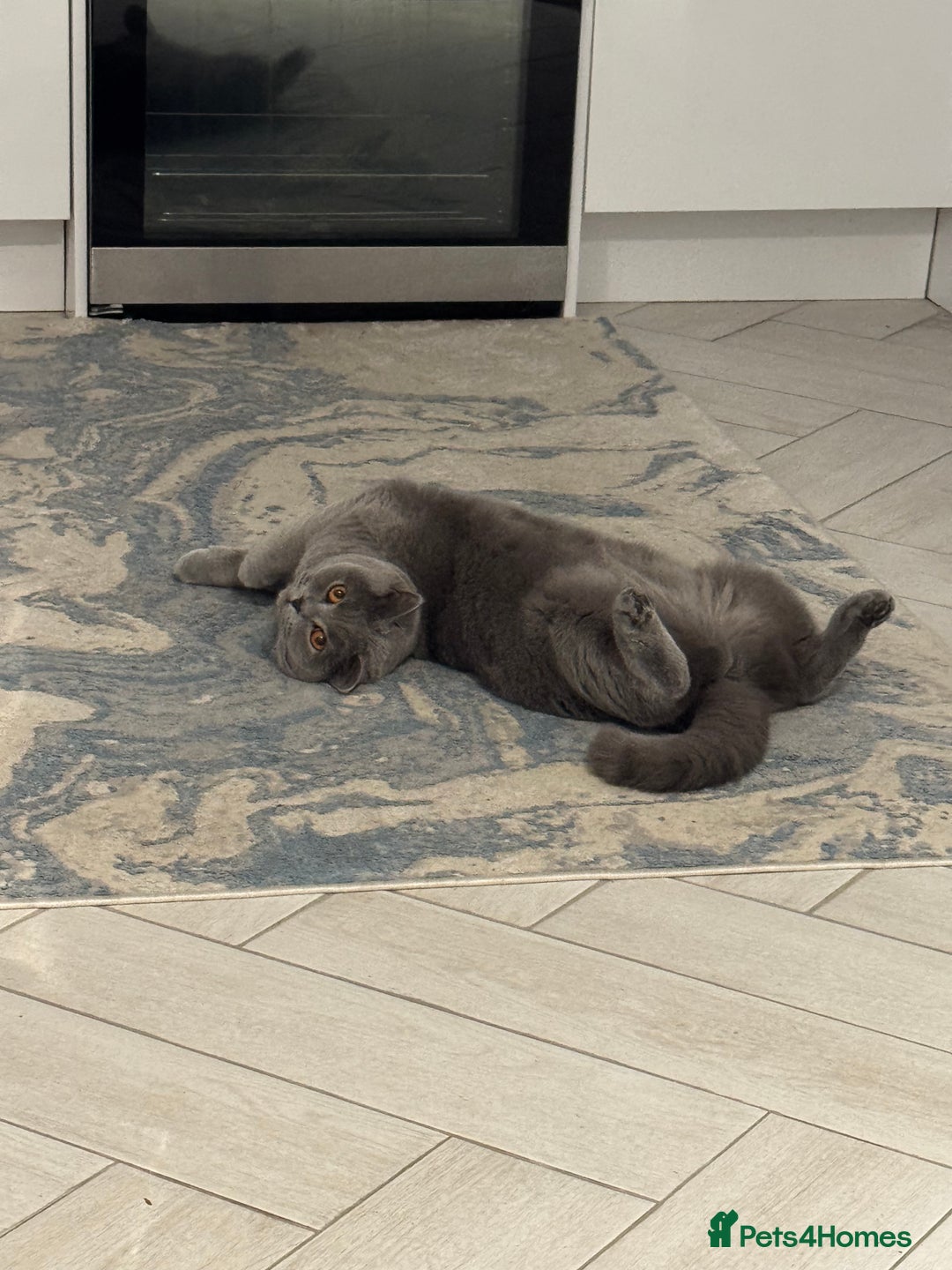 British Shorthair cats for sale: Masha  - Image 3