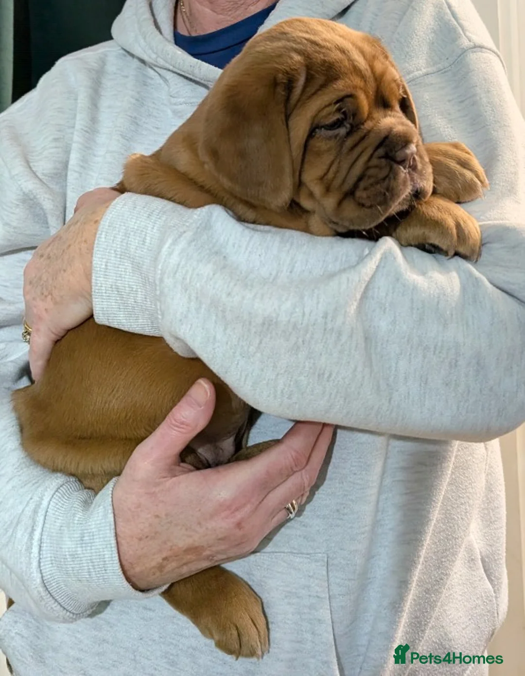 Dogue De Bordeaux dogs for sale: Female Dogue de Bordeaux puppy  in Wigan - Advert 2