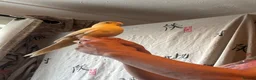 Parrots birds for sale: Hand reared , Male kakariki parrot  - Advert 5