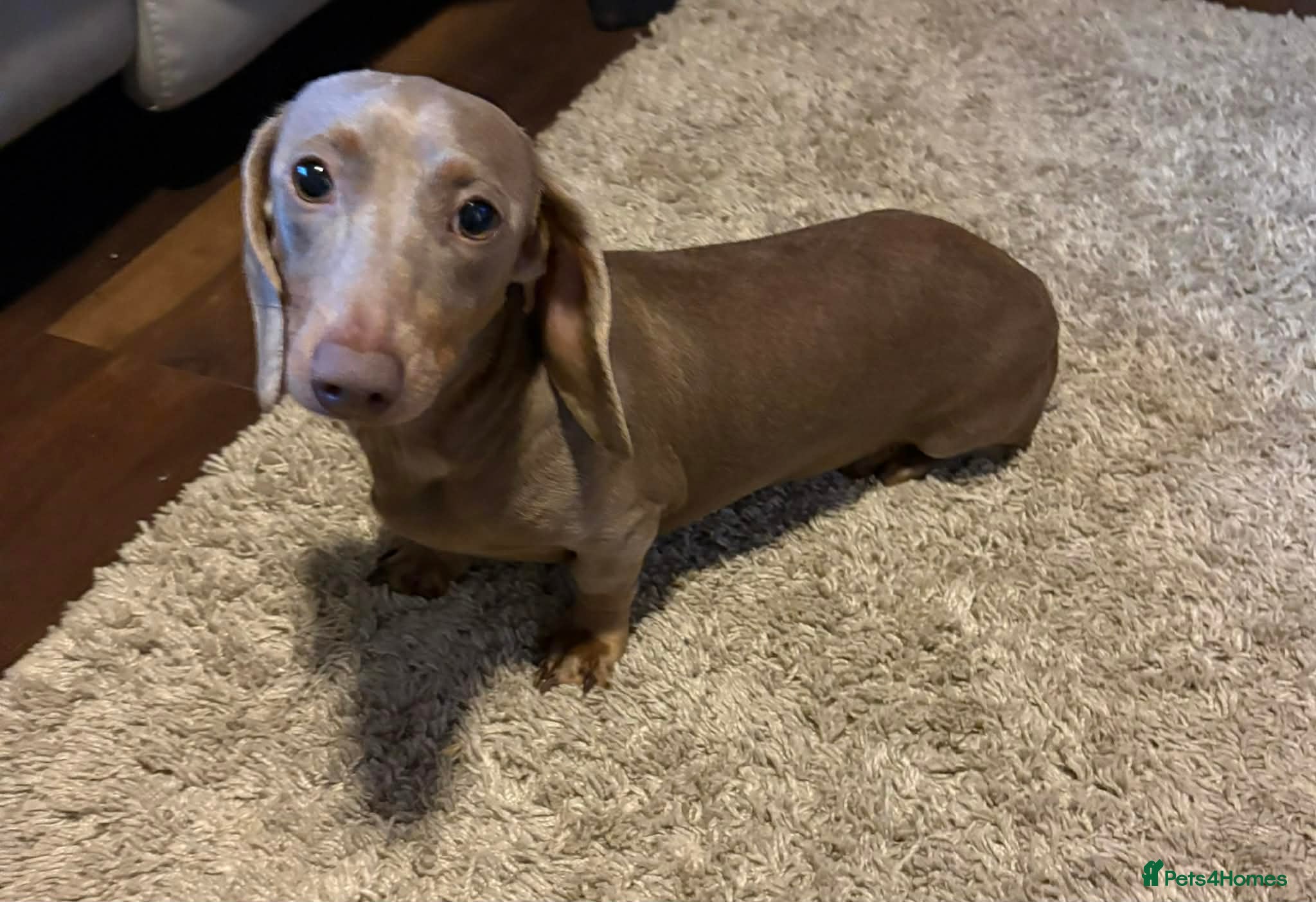 Miniature Dachshund dogs Stunning Isabella miniature daschund girl - Advert 2