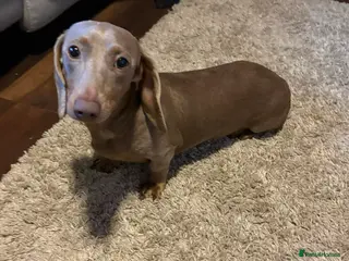 Miniature Dachshund dogs Stunning Isabella miniature daschund girl - Advert 2