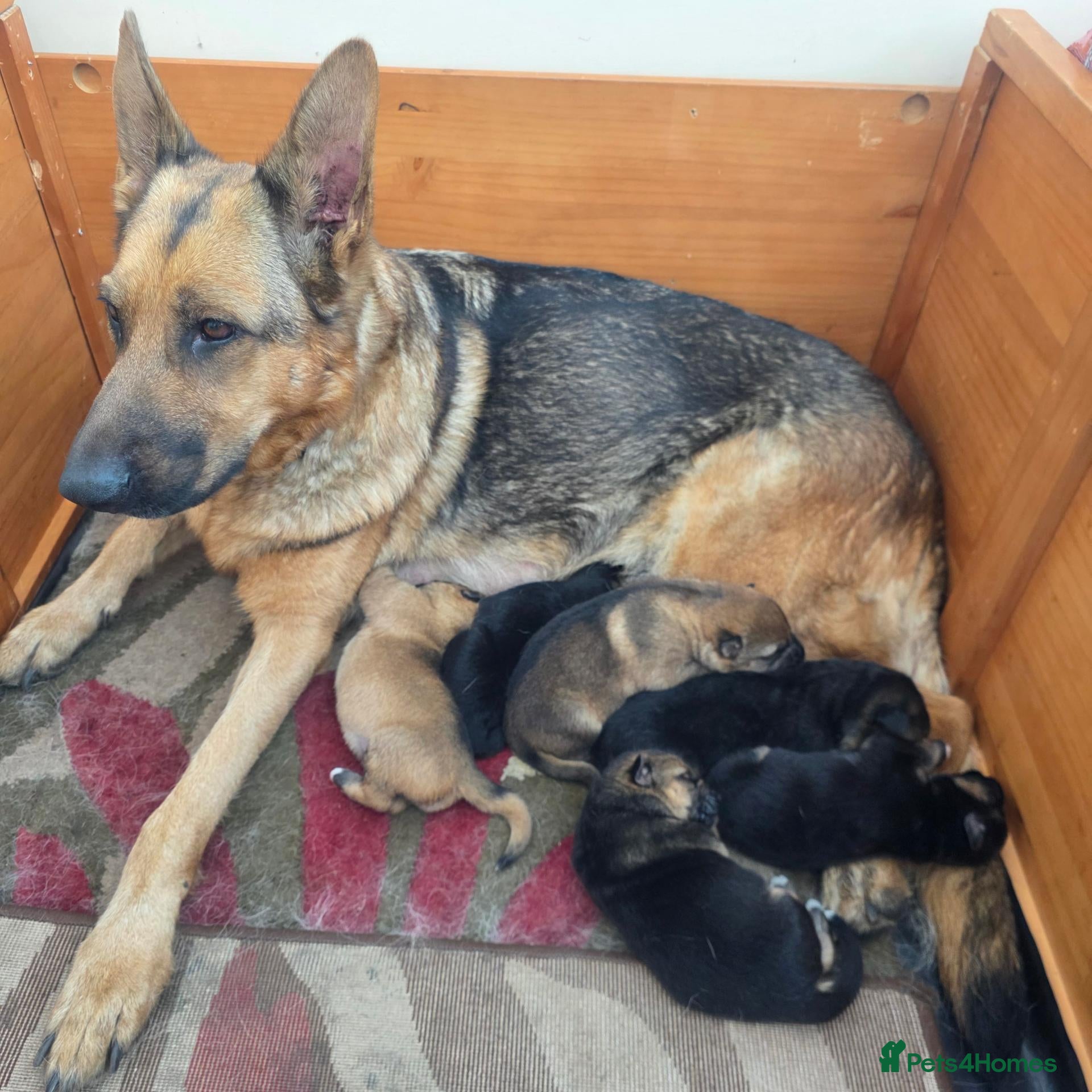 German Shepherd dogs for sale: My gorgeous german shepherd puppies - Advert 1