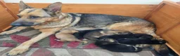 German Shepherd dogs for sale: My gorgeous german shepherd puppies in Bishop Auckland - Advert 1