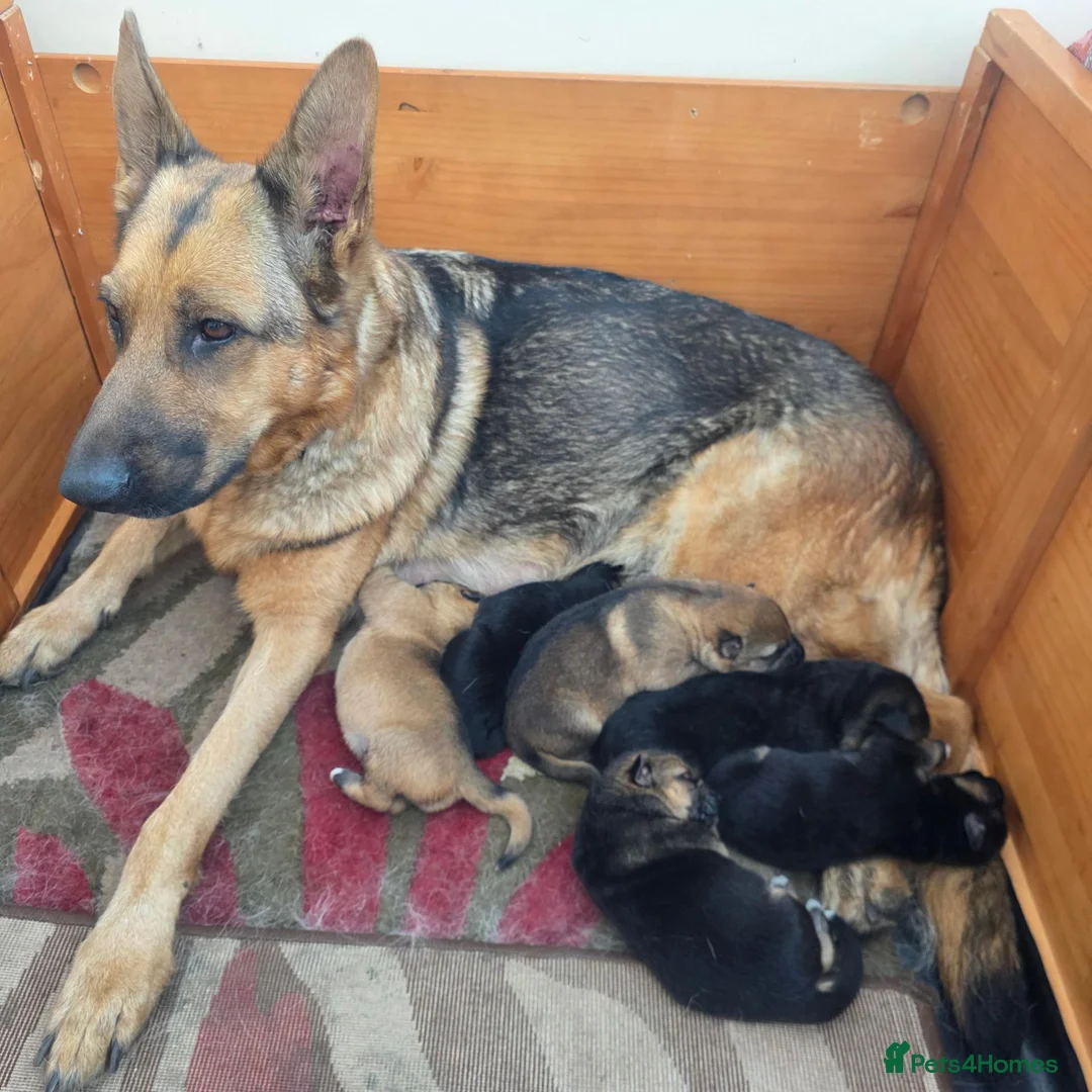 German Shepherd dogs for sale: My gorgeous german shepherd puppies in Bishop Auckland - Advert 1