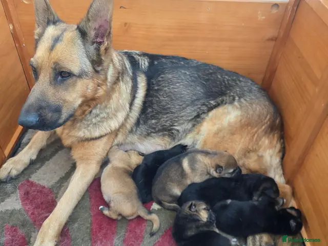 German Shepherd dogs for sale: My gorgeous german shepherd puppies - Advert 1