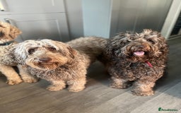 Labradoodle dogs for sale: Labradoodle 12th+ generation  - Image 10