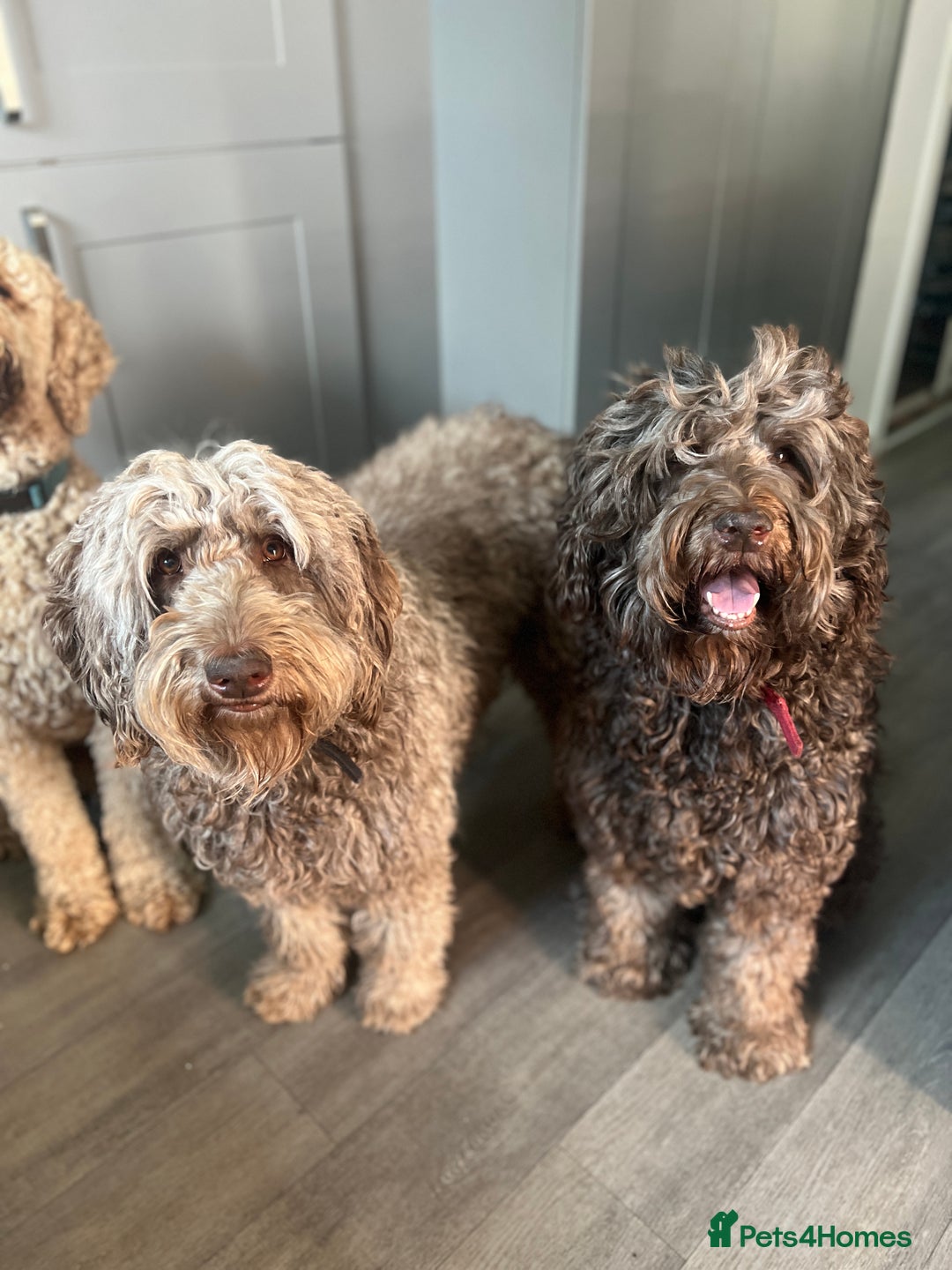 Labradoodle dogs for sale: Labradoodle 12th+ generation  - Image 10
