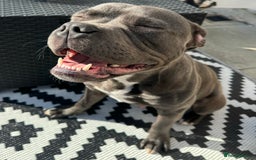 Staffordshire Bull Terrier dogs for stud: Staffordshire Bull Terrier STUD - Image 4