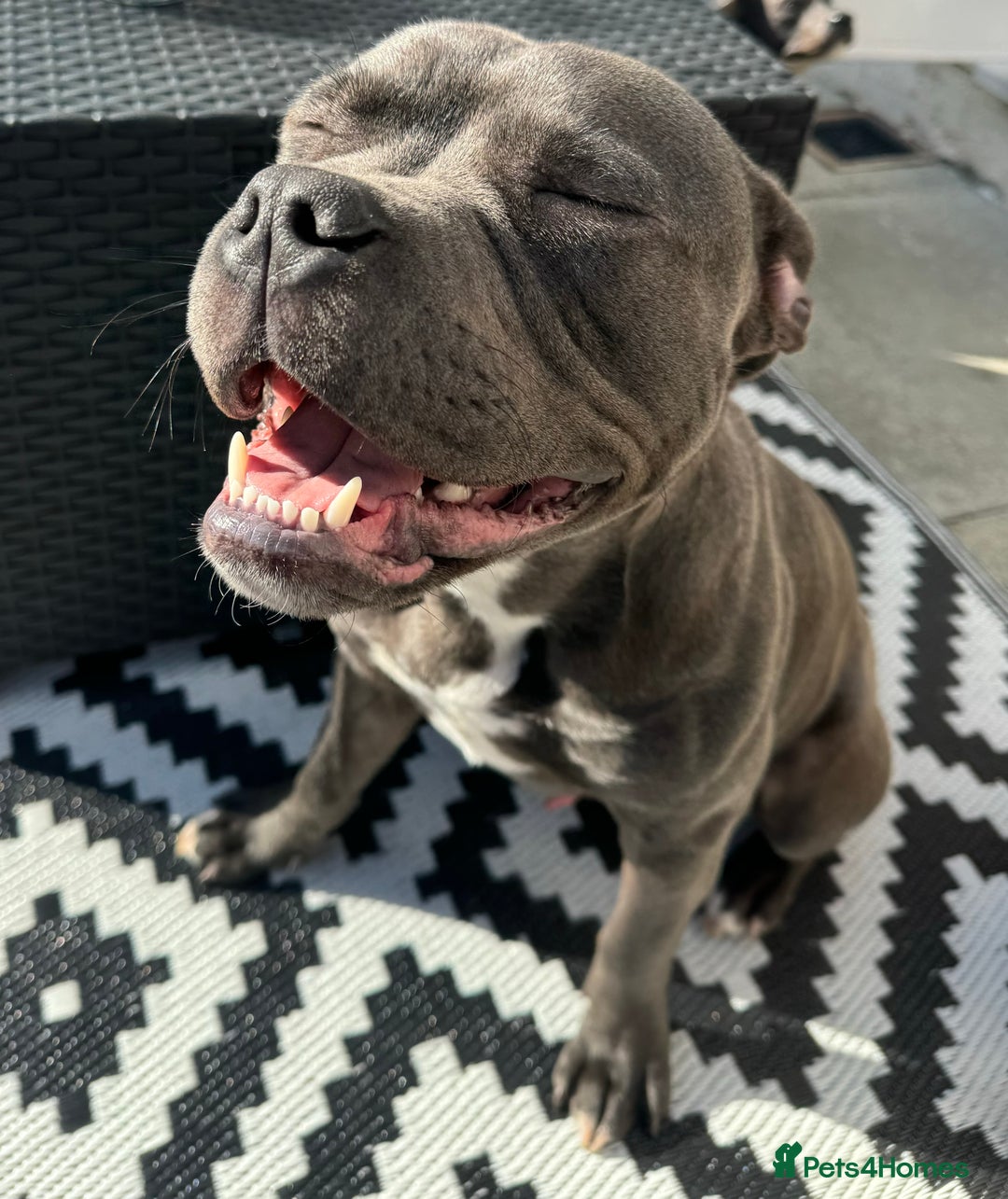 Staffordshire Bull Terrier dogs for stud: Staffordshire Bull Terrier STUD - Image 4