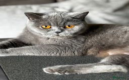 British Shorthair cats for sale: Adorable kittens READY NOW in Wakefield - Image 5