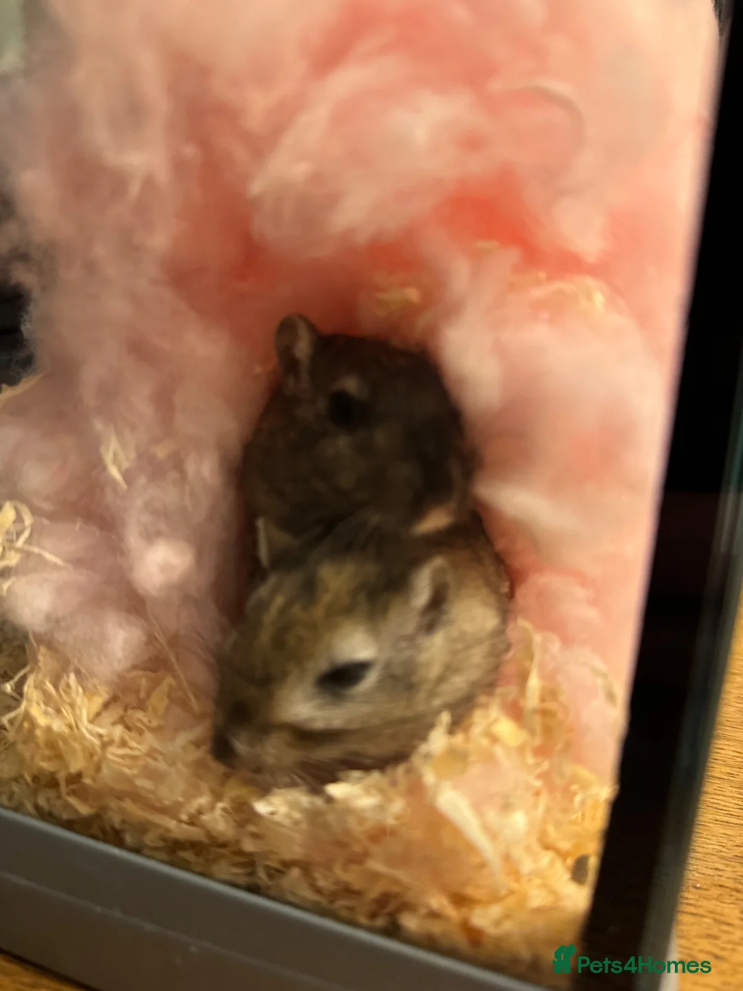 Gerbil rodents for sale: Two female gerbils  - Advert 2