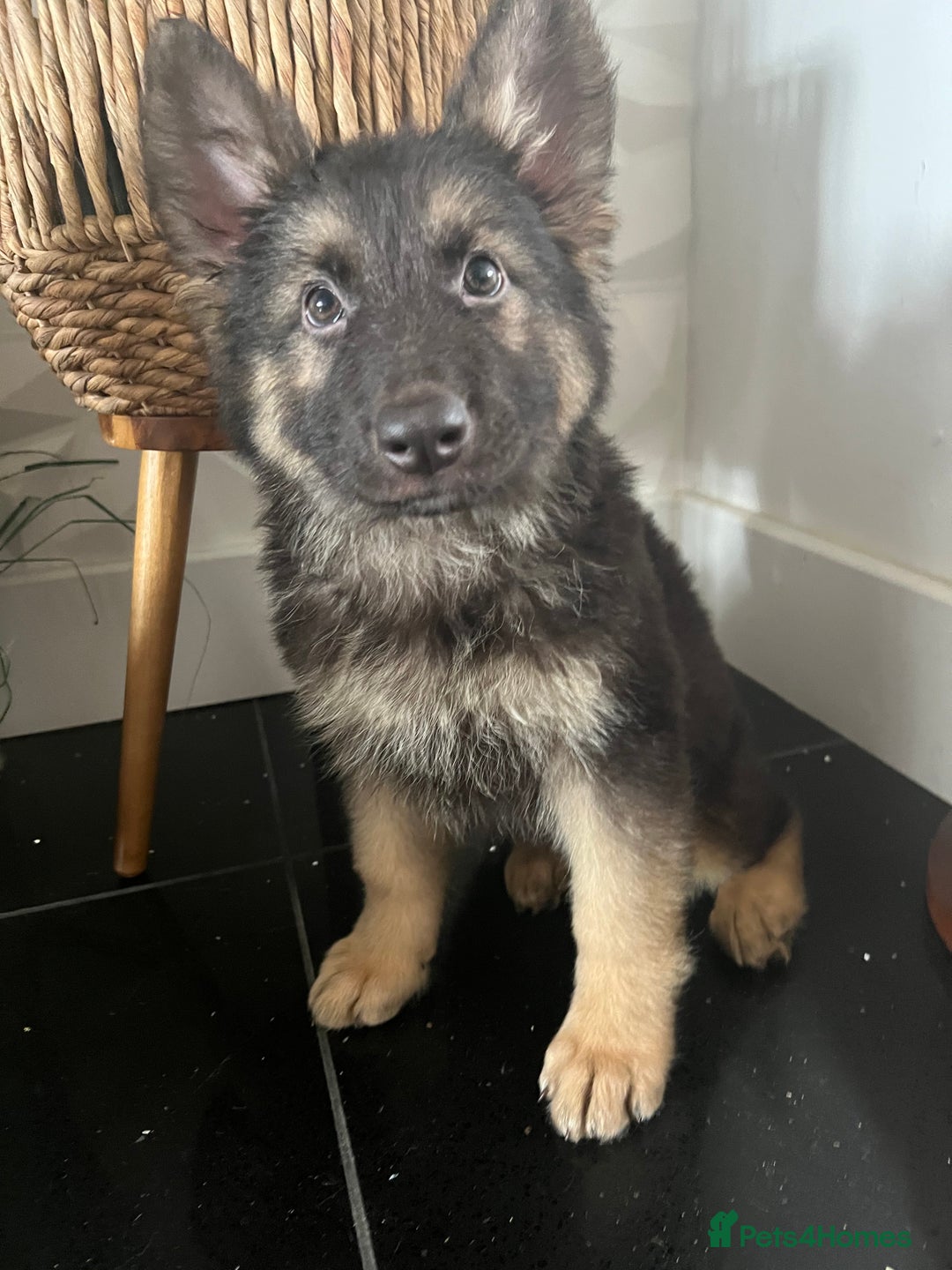German Shepherd dogs for sale: German shepherd pups silver sable black/tan black  - Image 14