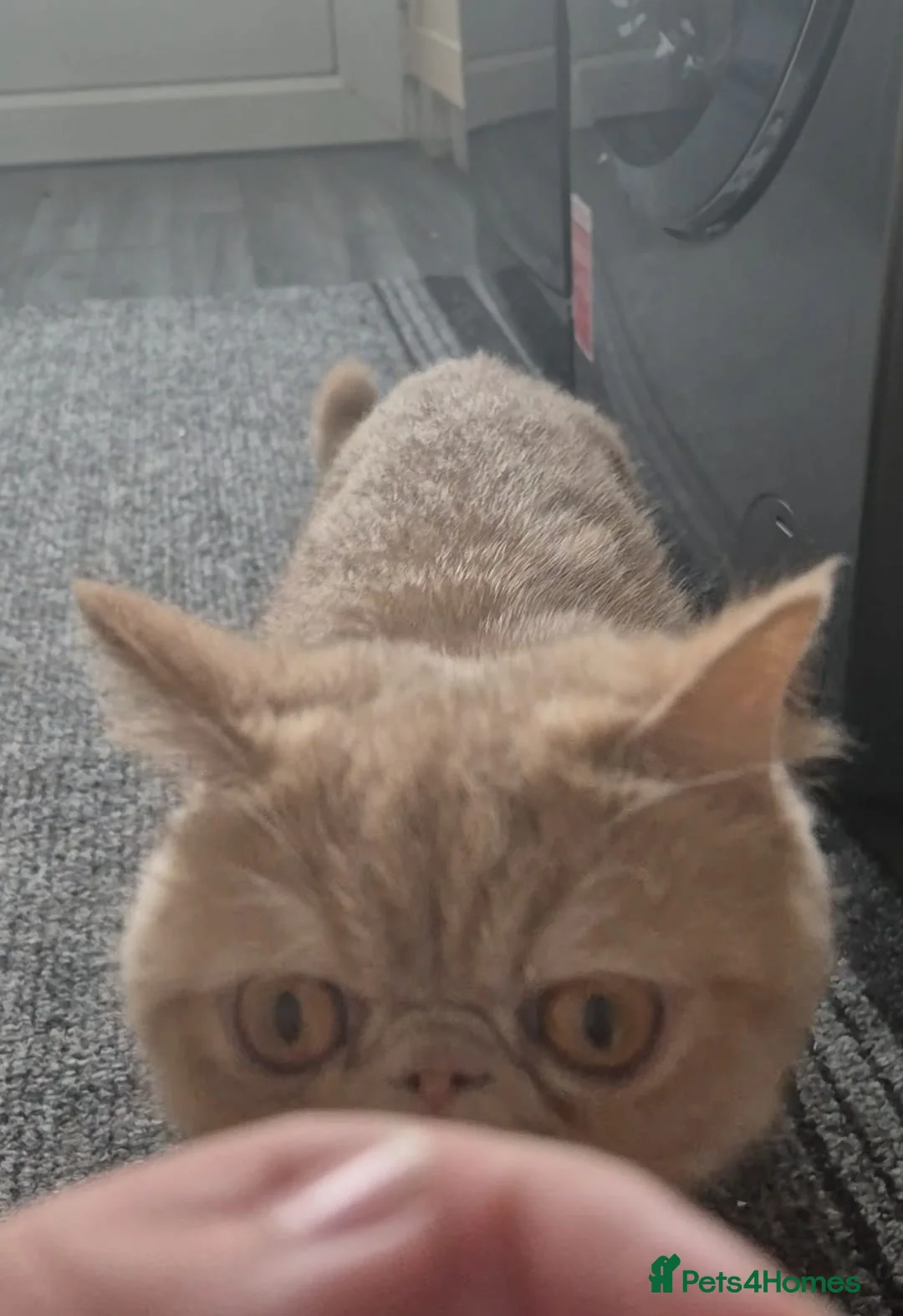 Exotic cats for sale: Full pedigree exotic kittens in Saint Helens - Advert 11