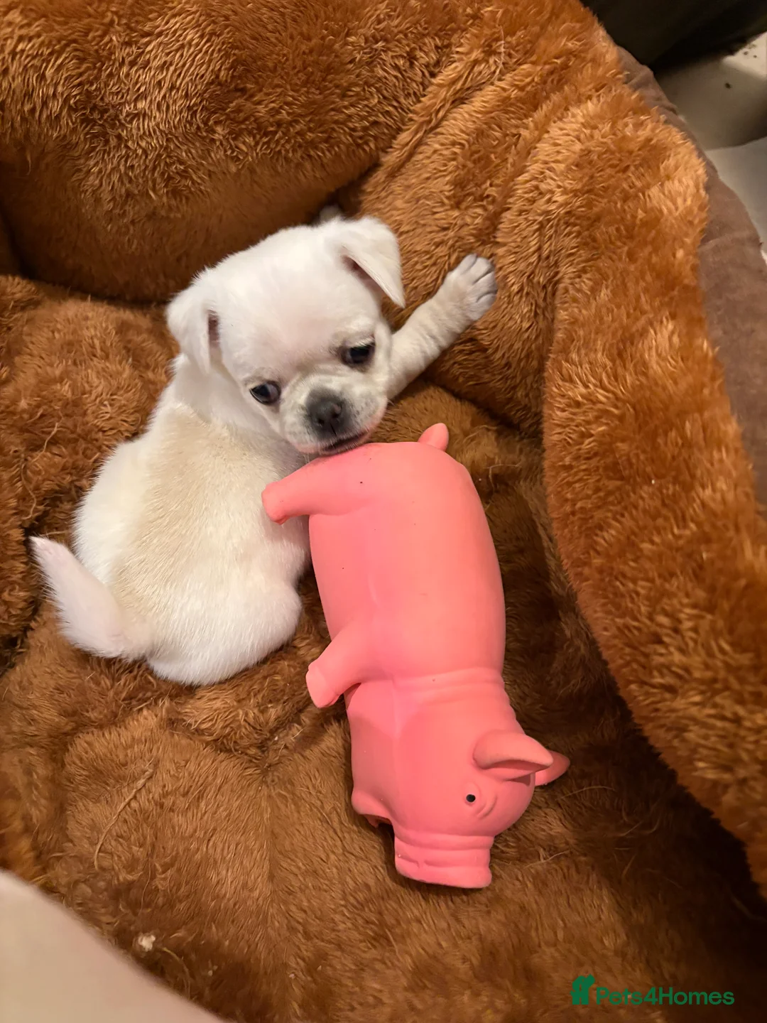 Pug dogs for sale: 3 gorgeous pug puppies - Advert 15