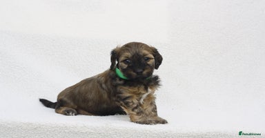 Mixed Breed dogs - Advert 8