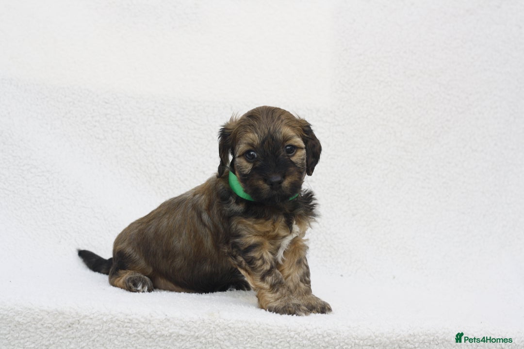 Mixed Breed dogs for sale: Havatoodle Pups - Image 3