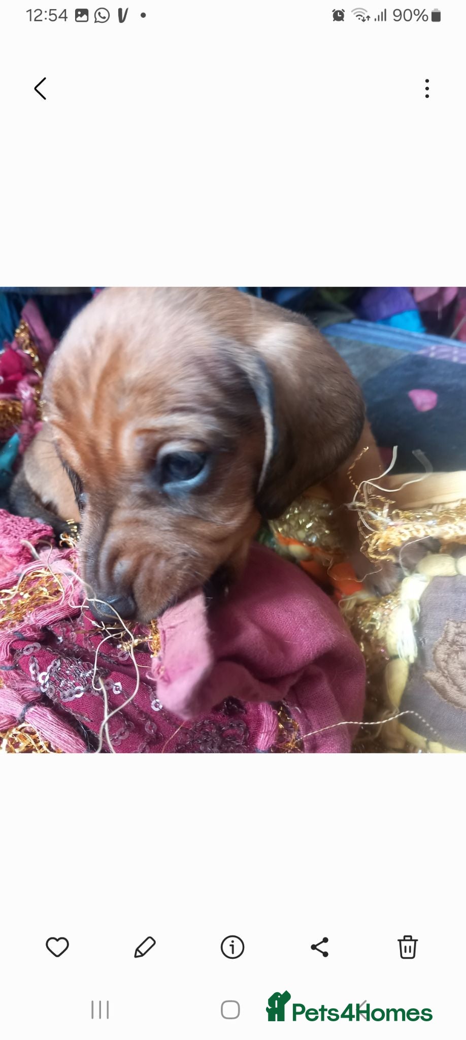 Miniature Dachshund dogs Miniature Dachshund pups - Advert 7