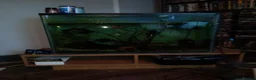 Corys fish for sale: Fish and tank - Advert 1