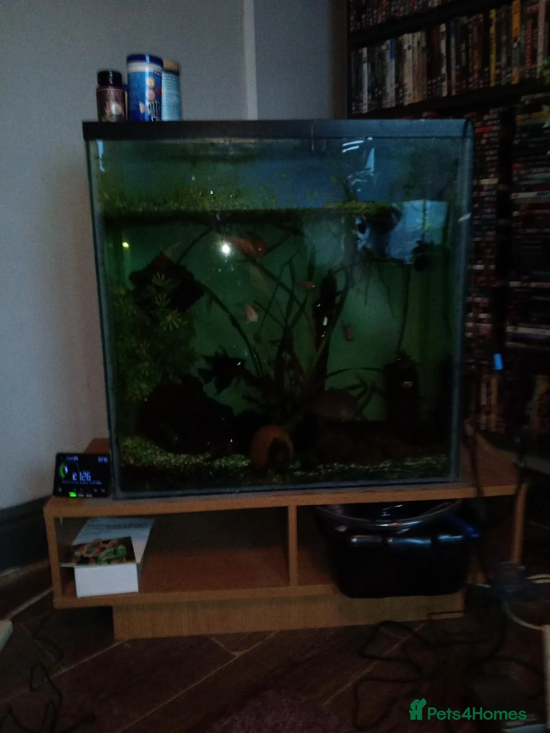 Corys fish for sale: Fish and tank - Advert 1