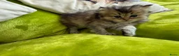 British Longhair cats for sale: British Longhair Kittens in London - Advert 38