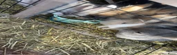 Mixed Breed rabbits for sale: 3 beautiful rabbits  - Advert 6