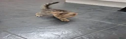 Mixed Breed cats for sale: 5 beautiful kittens  in Dagenham - Advert 12