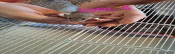 Rat rodents for sale: Baby male and female dumbos and rex rats  - Advert 4