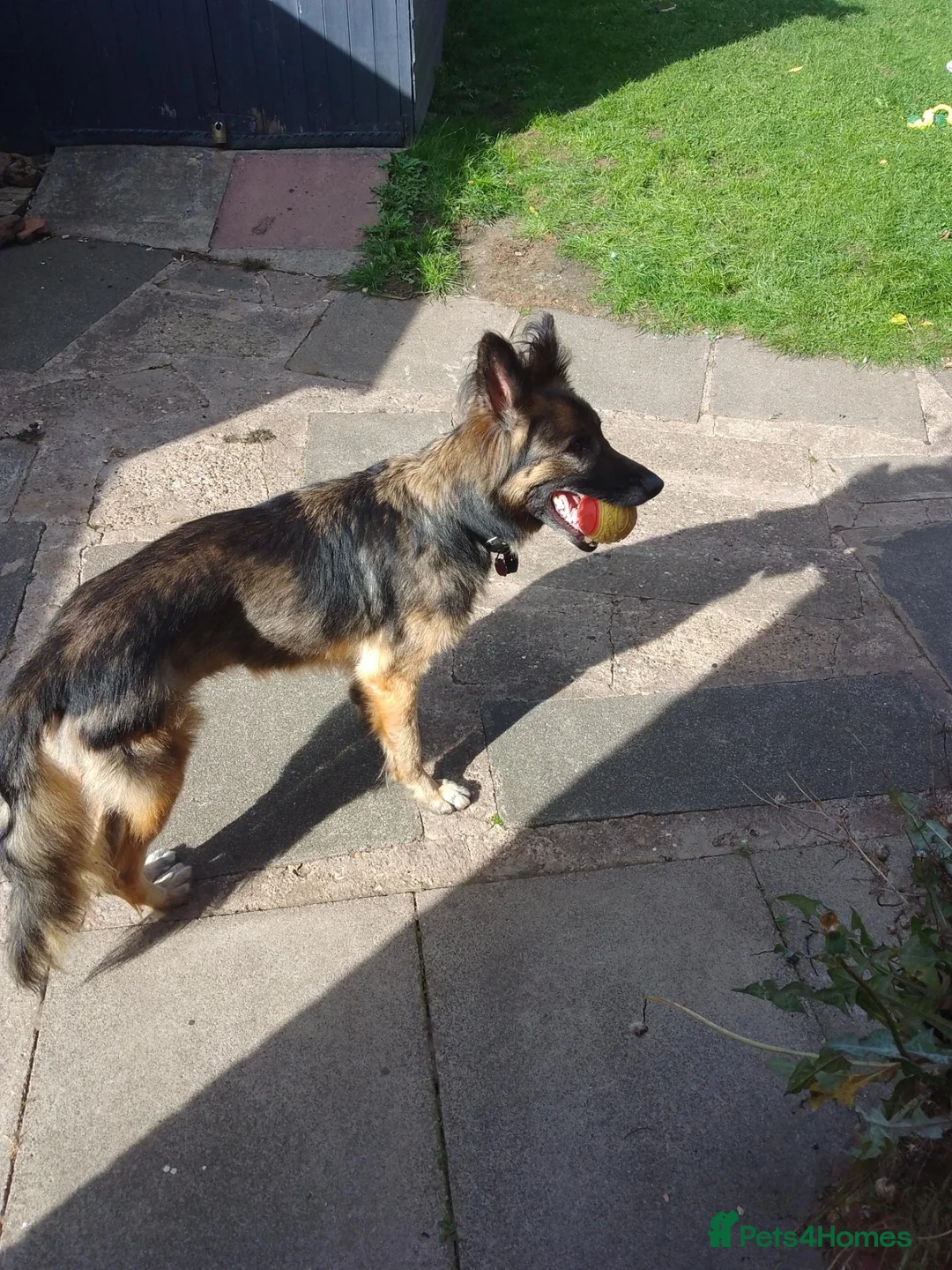 German Shepherd dogs for sale: 4 year old German shepherd female  in Nottingham - Advert 4