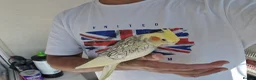 Cockatiels birds for sale: Super Silly hand tamed baby cockatiel - Advert 1