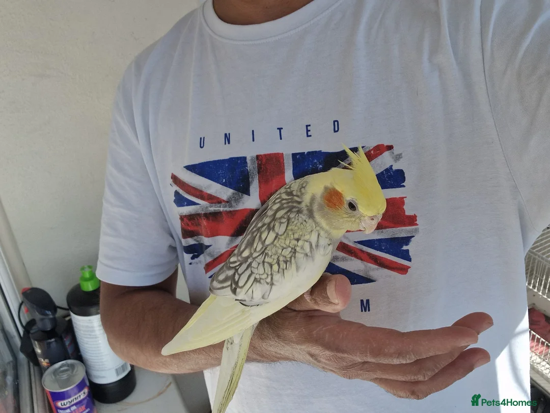 Cockatiels birds for sale: Super Silly hand tamed baby cockatiel - Advert 1