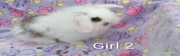 Mini Lion Lop rabbits for sale: Mini lop and mini lion lops - Advert 4