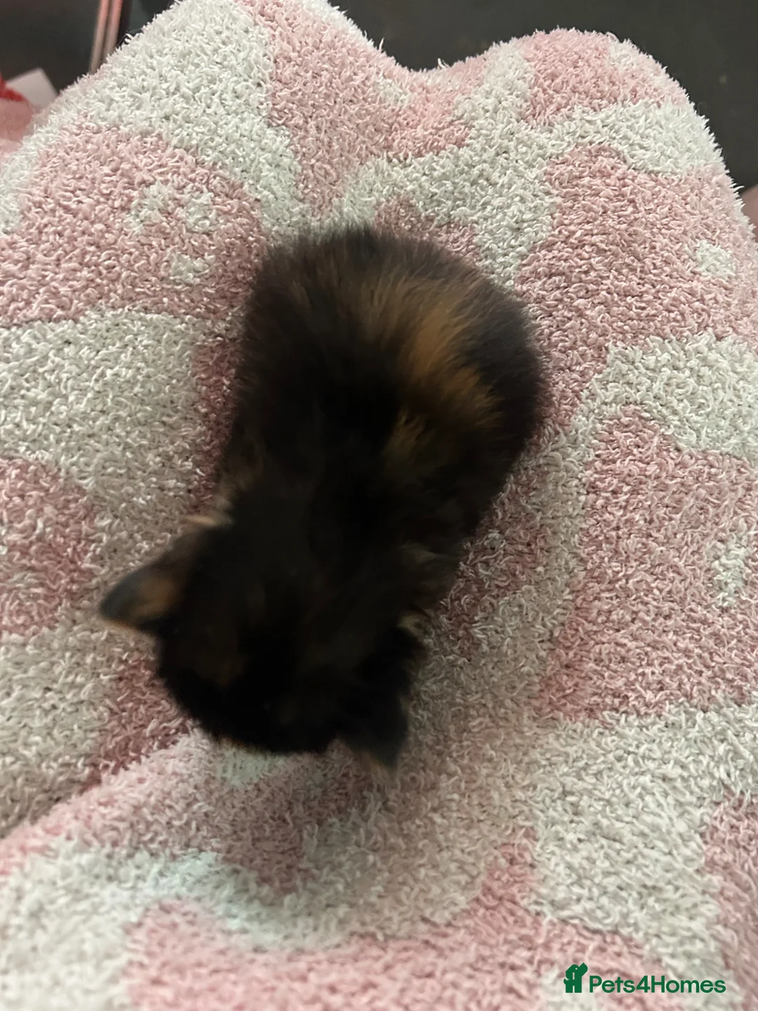 Mixed Breed cats for sale: 5 gorgeous fluffy kittens in Southampton - Advert 12