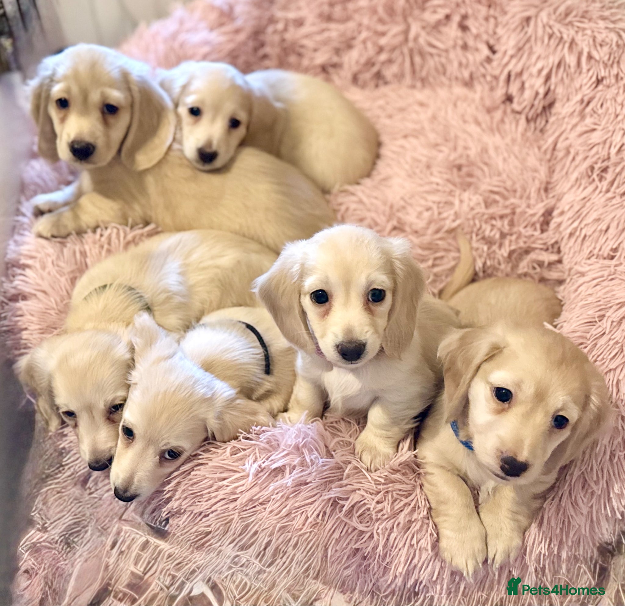 Miniature Dachshund dogs Cream long haired kc ready to go now - Advert 1