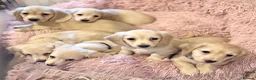 Miniature Dachshund dogs for sale: Cream long haired kc ready to go now - Advert 14
