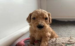 Goldendoodle dogs for sale: 🐶🐾🐶AUSTRALIAN DOUBLE DOODLE PUPPIES🐶🐾🐶 - Image 9