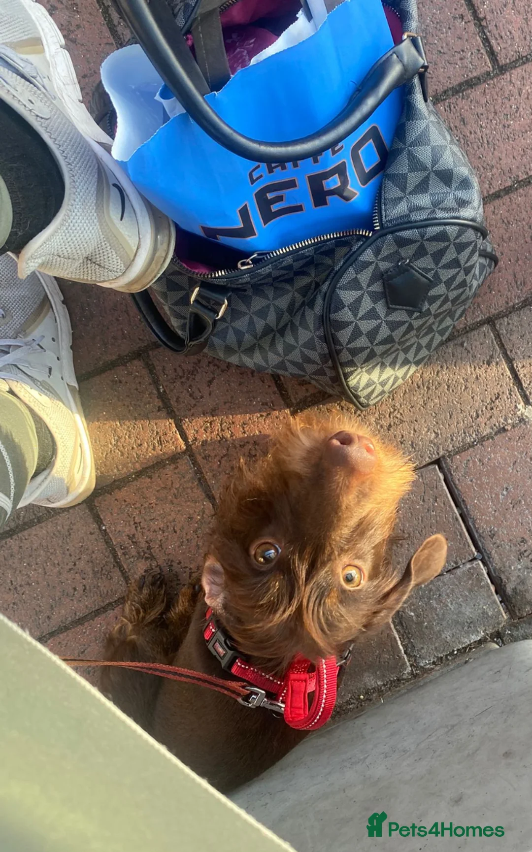 Miniature Dachshund dogs for sale: Super sweet sausage 🧸❤️ - Advert 4