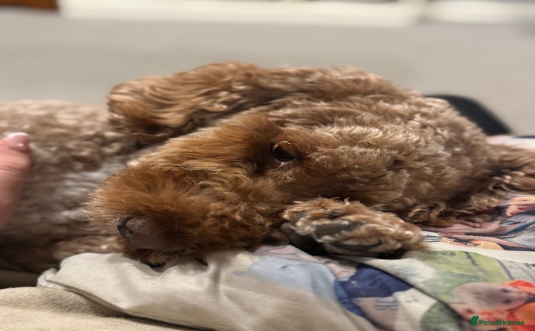 Cockapoo dogs 2yo cockapoo stormy  - Advert 1