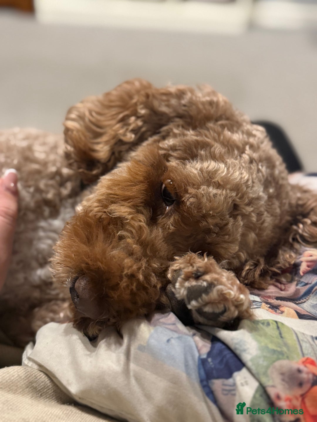 Cockapoo dogs for sale: 2yo cockapoo stormy  - Advert 1
