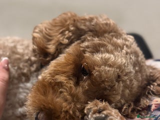 Cockapoo dogs 2yo cockapoo stormy - Advert 10