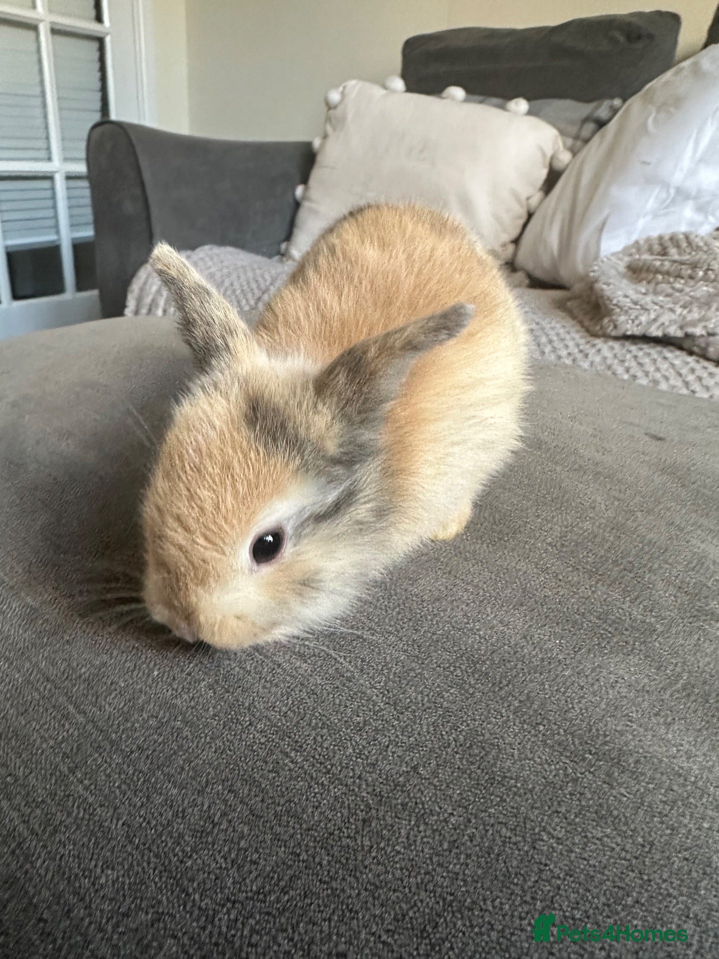 Dwarf Lop rabbits Dwarf bunnies - Advert 5