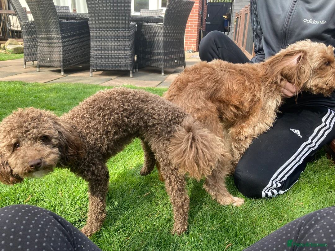 Poodle dogs for stud: Health tested KC chocolate Toy poodle stud  in Stevenage - Advert 9