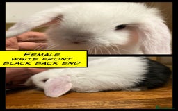 Mini Lop rabbits for sale: Mini Lop Bunnies for sale - Image 3