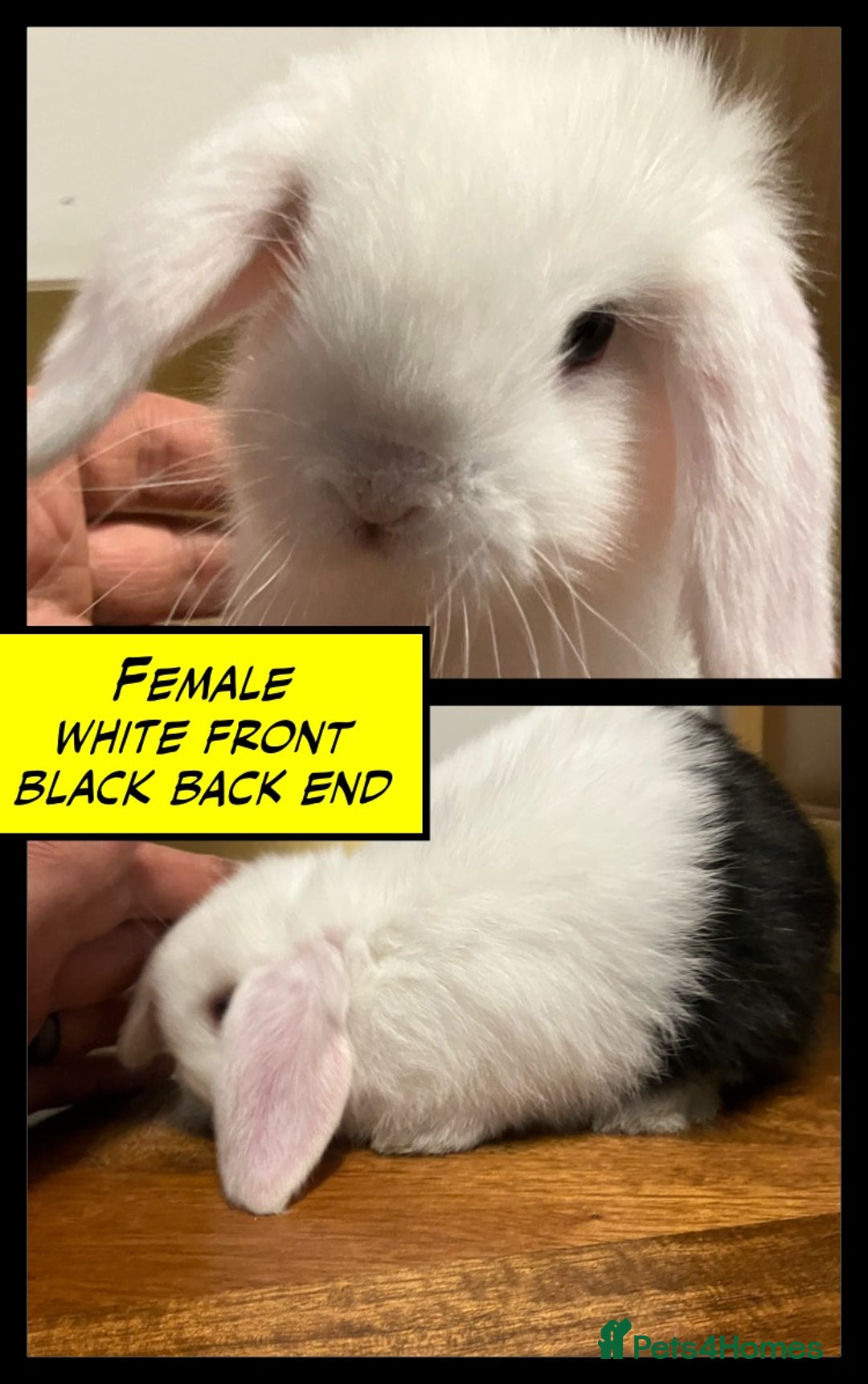 Mini Lop rabbits for sale: Mini Lop Bunnies for sale - Image 3
